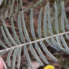 Acacia dealbata at Dunlop, ACT - 21 Aug 2019