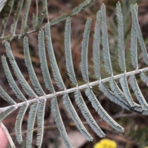 Acacia dealbata at Dunlop, ACT - 21 Aug 2019 11:01 AM