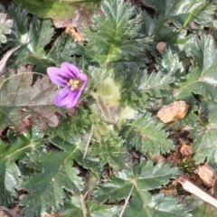 Erodium brachycarpum (Heronsbill) at Dunlop, ACT - 21 Aug 2019 by PeteWoodall