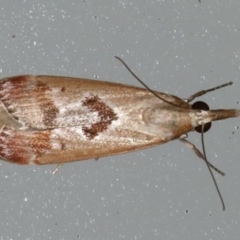 Syntonarcha iriastis (Iriastis Moth) at Lilli Pilli, NSW - 16 Jan 2020 by jbromilow50