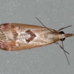 Syntonarcha iriastis (Iriastis Moth) at Lilli Pilli, NSW - 16 Jan 2020 by jb2602