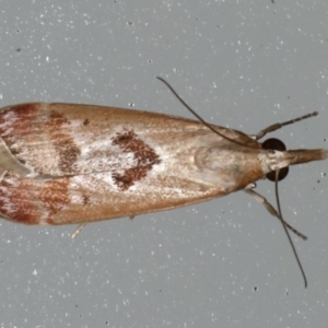 Syntonarcha iriastis at Lilli Pilli, NSW - 16 Jan 2020