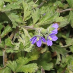 Erodium crinitum (Native Crowfoot) at The Pinnacle - 21 Aug 2019 by PeteWoodall