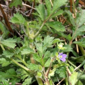 Erodium crinitum at Dunlop, ACT - 21 Aug 2019 11:19 AM