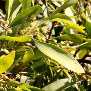 Acacia melanoxylon at Dunlop, ACT - 21 Aug 2019