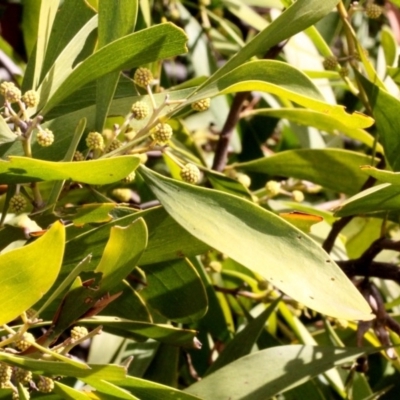 Acacia melanoxylon (Blackwood) at Dunlop, ACT - 21 Aug 2019 by PeteWoodall