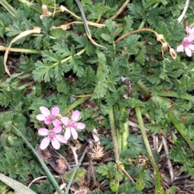 Erodium cicutarium (Common Storksbill, Common Crowfoot) at Dunlop, ACT - 21 Aug 2019 by PeteWoodall