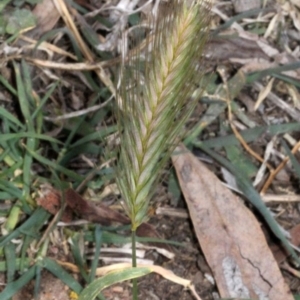 Hordeum leporinum at Dunlop, ACT - 21 Aug 2019 11:29 AM