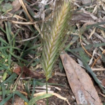 Hordeum leporinum (Barley Grass) at Dunlop, ACT - 21 Aug 2019 by PeteWoodall