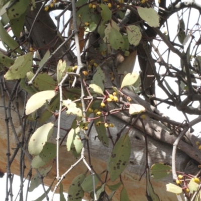 Muellerina eucalyptoides (Creeping Mistletoe) at Dunlop, ACT - 21 Aug 2019 by PeteWoodall