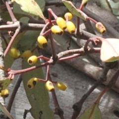 Muellerina eucalyptoides at Dunlop, ACT - 21 Aug 2019 11:44 AM