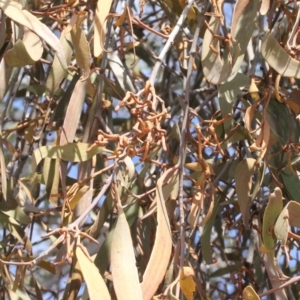 Amyema pendula subsp. pendula at Dunlop, ACT - 21 Aug 2019