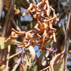 Amyema pendula subsp. pendula at Dunlop, ACT - 21 Aug 2019 11:45 AM