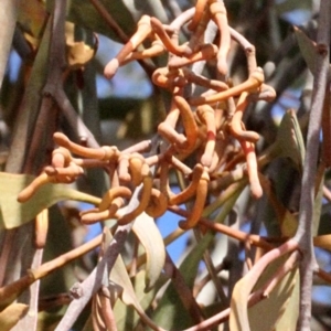 Amyema pendula subsp. pendula at Dunlop, ACT - 21 Aug 2019