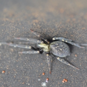 Badumna insignis at Wamboin, NSW - 1 Jan 2020