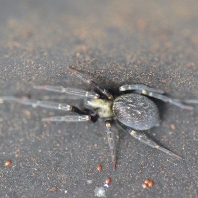 Badumna insignis (Black House Spider) at QPRC LGA - 1 Jan 2020 by natureguy