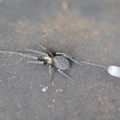 Badumna insignis at Wamboin, NSW - 1 Jan 2020