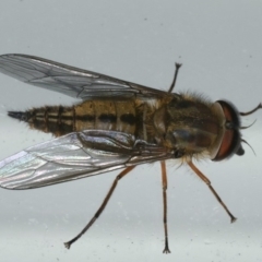 Trichophthalma sp. (genus) (Tangle-vein fly) at Lilli Pilli, NSW - 16 Jan 2020 by jb2602