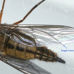 Trichophthalma sp. (genus) at Lilli Pilli, NSW - 16 Jan 2020