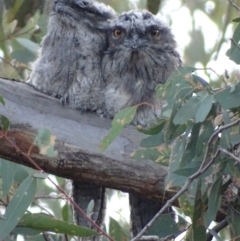 Podargus strigoides (Tawny Frogmouth) at Red Hill, ACT - 20 Jan 2020 by roymcd