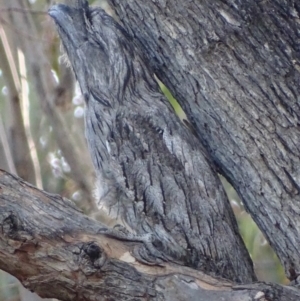 Podargus strigoides at Red Hill, ACT - 20 Jan 2020