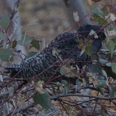 Callocephalon fimbriatum (Gang-gang Cockatoo) at GG131 - 20 Jan 2020 by roymcd