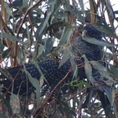 Callocephalon fimbriatum at Garran, ACT - 20 Jan 2020