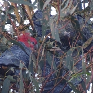 Callocephalon fimbriatum at Garran, ACT - suppressed