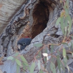 Callocephalon fimbriatum at Garran, ACT - 20 Jan 2020