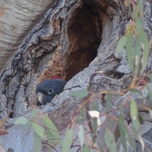 Callocephalon fimbriatum at Garran, ACT - suppressed