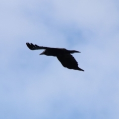 Corvus mellori (Little Raven) at Alpine, NSW - 7 Nov 2018 by JanHartog