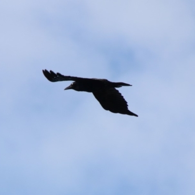 Corvus mellori (Little Raven) at Alpine - 7 Nov 2018 by JanHartog