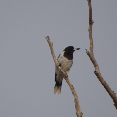 Cracticus nigrogularis (Pied Butcherbird) at Red Hill, ACT - 7 Jan 2020 by roymcd