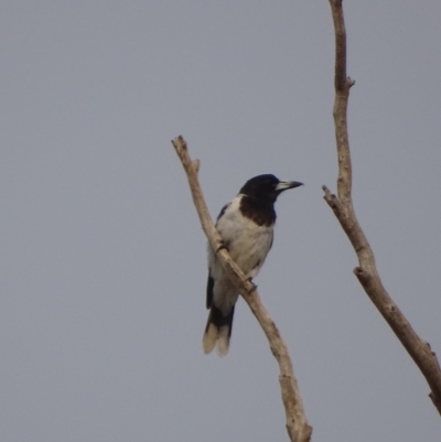 Cracticus nigrogularis (Pied Butcherbird) at Red Hill, ACT - 8 Jan 2020 by roymcd