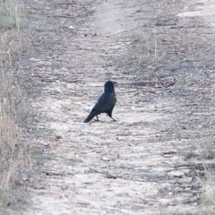 Corvus mellori (Little Raven) at Alpine - 30 Sep 2018 by JanHartog