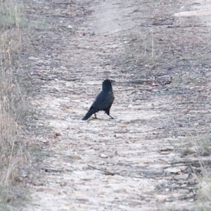 Corvus mellori at Alpine, NSW - 1 Oct 2018 09:39 AM