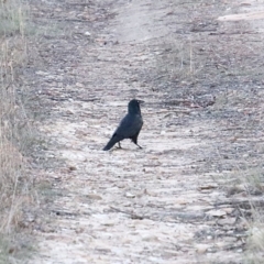 Corvus mellori (Little Raven) at Alpine, NSW - 30 Sep 2018 by JanHartog