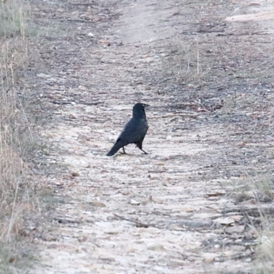 Corvus mellori (Little Raven) at Upper Nepean - 30 Sep 2018 by JanHartog