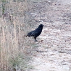 Corvus mellori at Alpine, NSW - 1 Oct 2018 09:39 AM