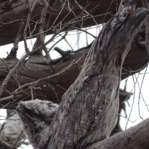 Podargus strigoides at Isaacs Ridge - 9 Jan 2020