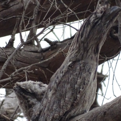 Podargus strigoides (Tawny Frogmouth) at Isaacs, ACT - 8 Jan 2020 by roymcd