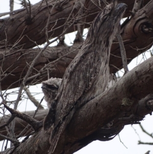 Podargus strigoides at Isaacs Ridge - 9 Jan 2020