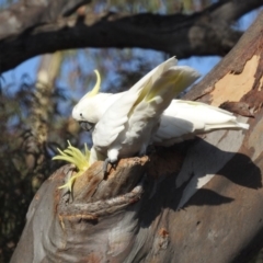 Cacatua galerita (Sulphur-crested Cockatoo) at Black Mountain - 19 Jan 2020 by HelenCross