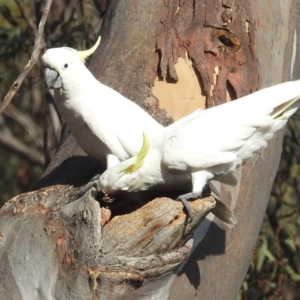 Cacatua galerita at Acton, ACT - 20 Jan 2020 07:23 AM