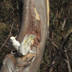 Cacatua galerita at Acton, ACT - 20 Jan 2020 07:23 AM