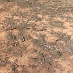 Pseudonaja textilis (Eastern Brown Snake) at Yarralumla, ACT - 31 Aug 2019 by jpittock
