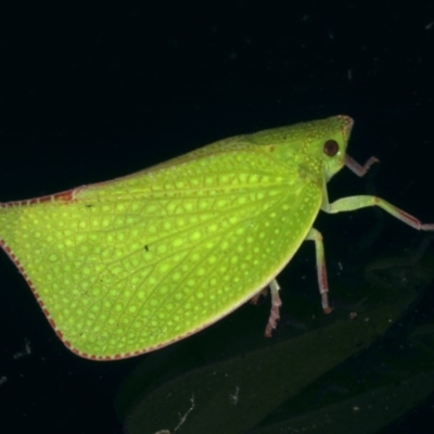 Siphanta acuta (Green planthopper, Torpedo bug) at Lilli Pilli, NSW - 16 Jan 2020 by jb2602
