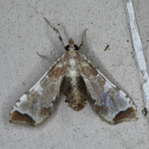 Sceliodes cordalis at Lilli Pilli, NSW - 16 Jan 2020