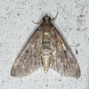 Herpetogramma licarsisalis at Lilli Pilli, NSW - 16 Jan 2020 09:45 PM