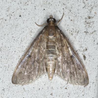 Herpetogramma licarsisalis (Sod Webworm) at Lilli Pilli, NSW - 16 Jan 2020 by jbromilow50